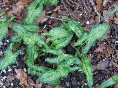 Arum italicum subsp. italicum 'Grunspan'